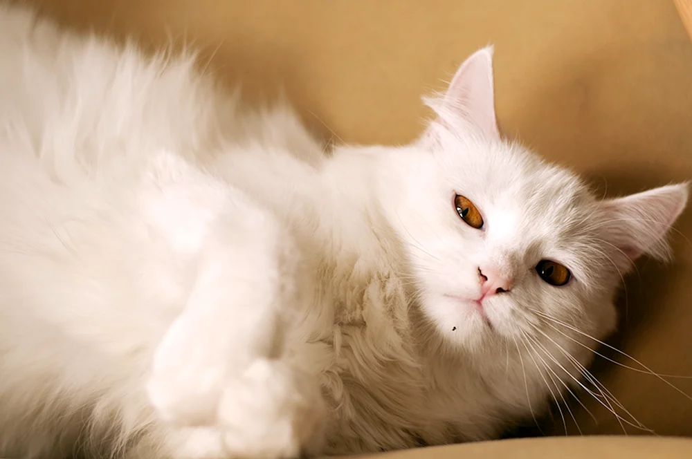 Sibirische Angora Albino Katze