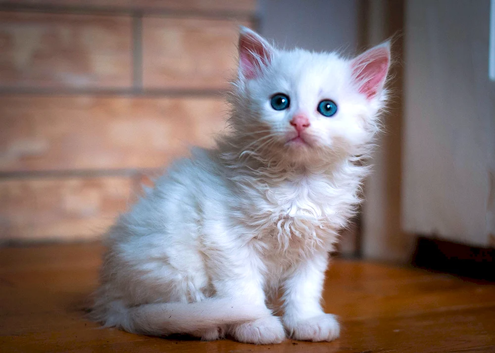 Sibirische Angora-Albino-Katze