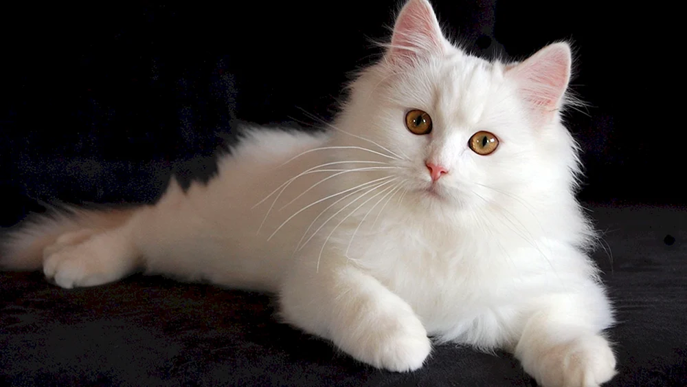 Türkische Angoramischhaarkatze