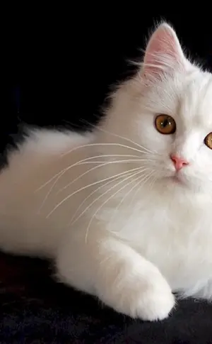 Sibirische Angorakatze weiß Katze