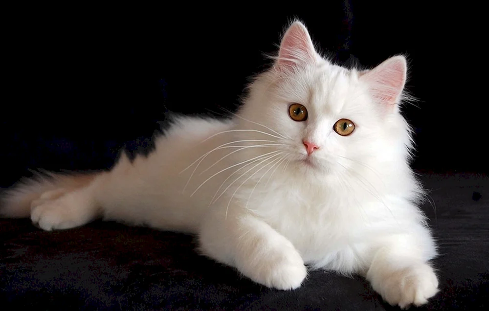 Sibirische Angorakatze weiß Katze