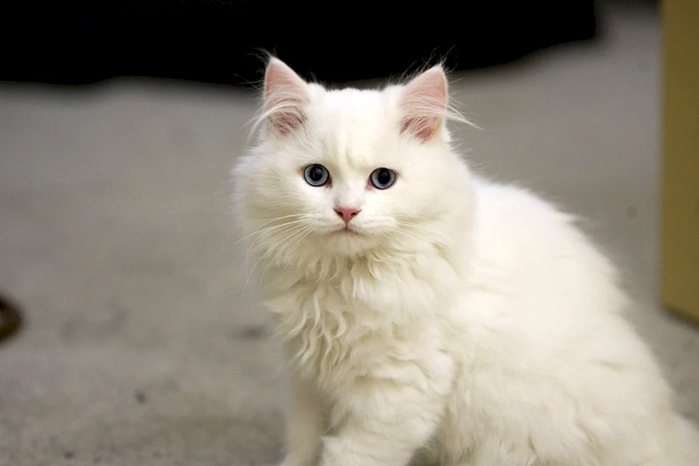 Sibirische Angora-Katze