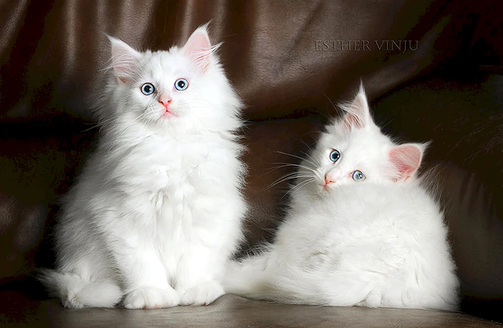 Ragdoll Schopfohrkatze