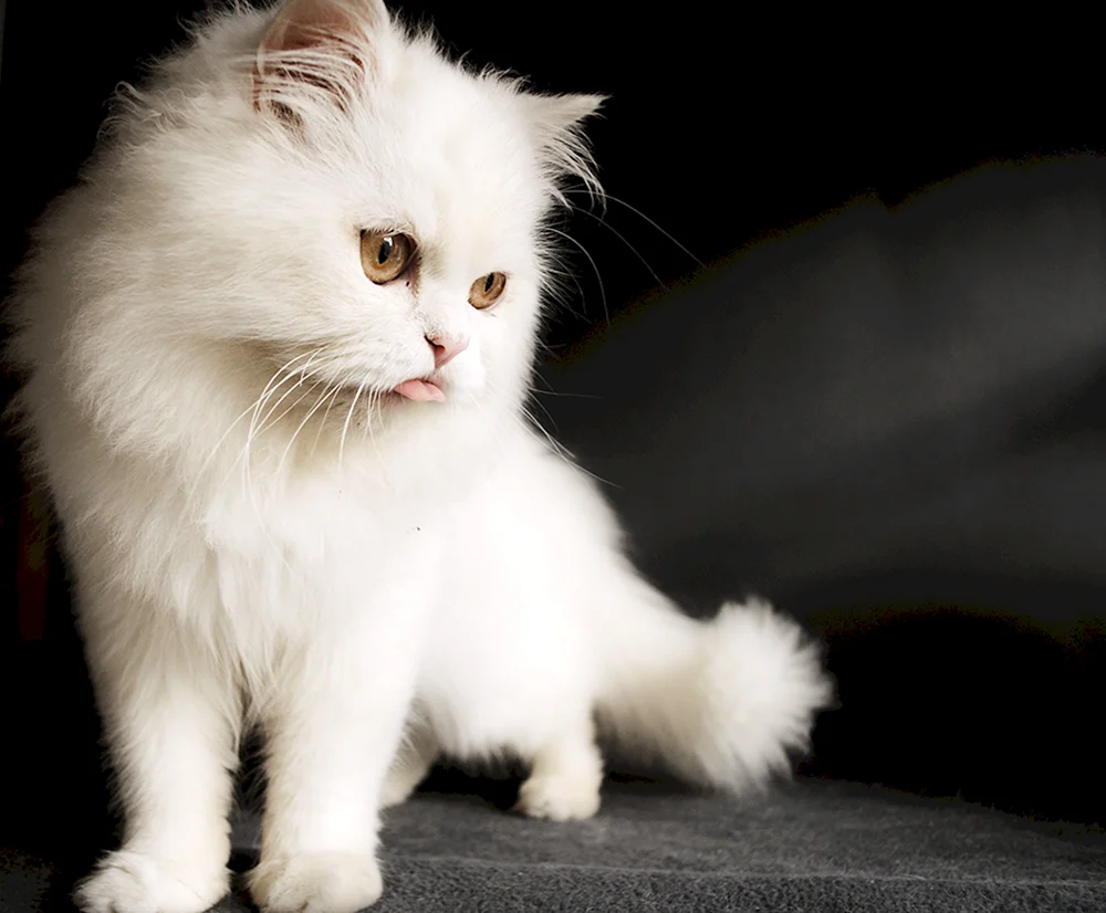 Sibirische Angorakatze weiße Katze