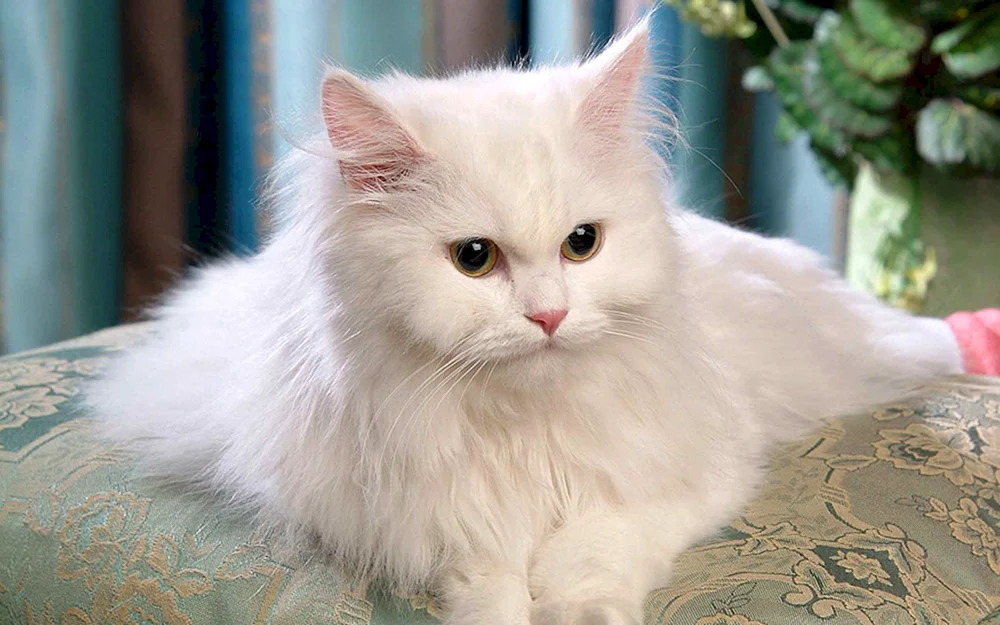 Ragdoll Katze blauäugig