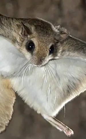 Sibirisches Flughörnchen