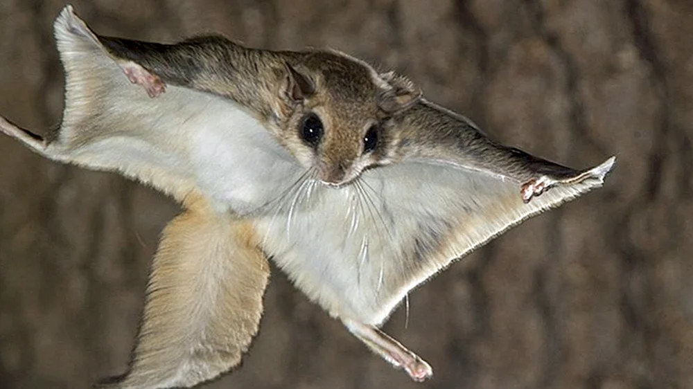 Sibirisches Flughörnchen