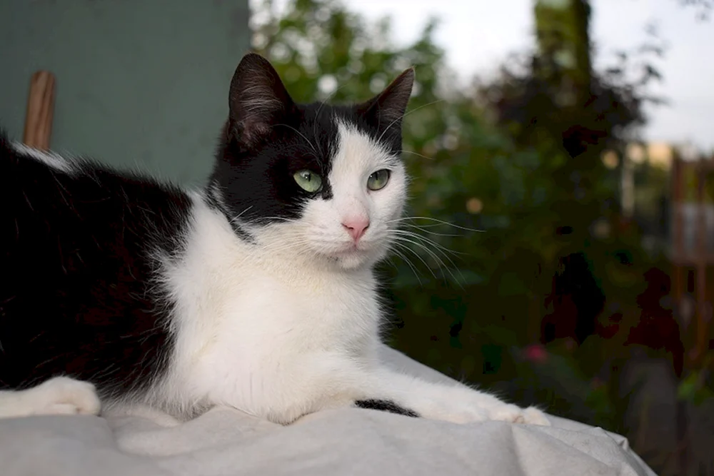 Sibirische Bicolour Kurzhaarkatze