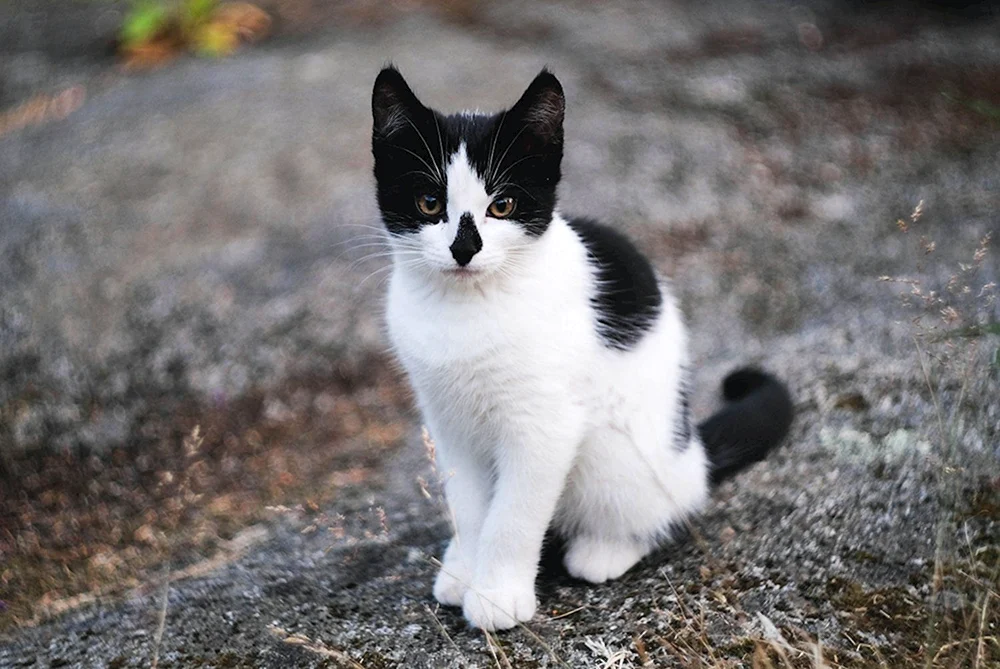 Sibirische Bicolour Kurzhaarkatze