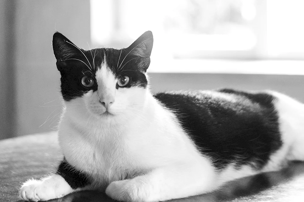 Europäische Kurzhaarkatze schwarz und weiß weiß