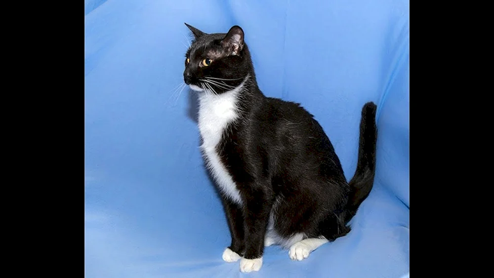 Britische Bicolour Katze