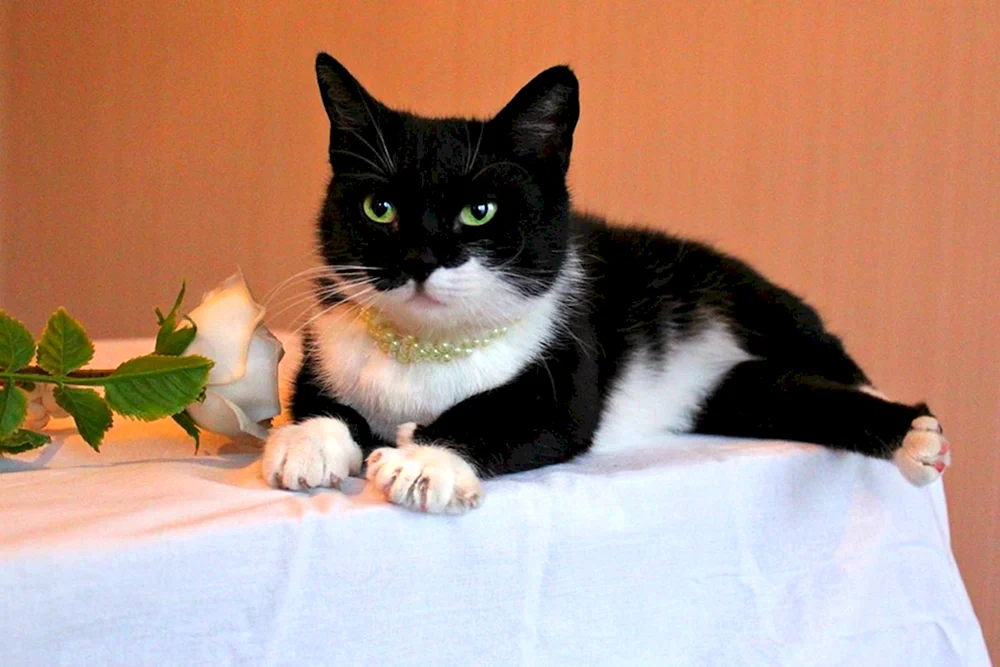 Maine Coon Katze schwarz-weiß