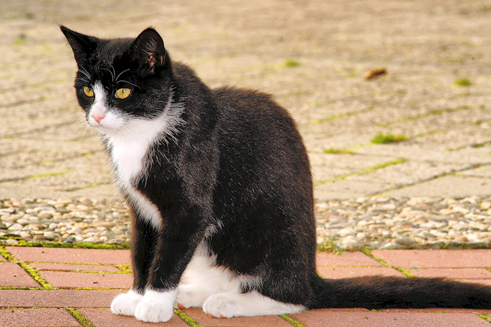 Sibirische Bicolour-Kurzhaarkatze