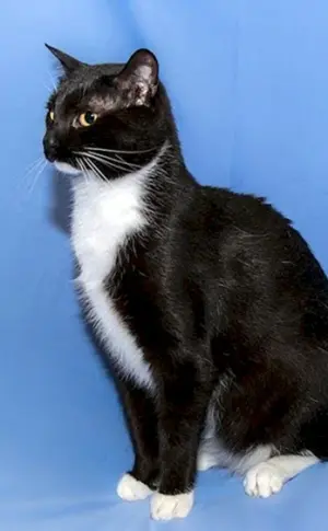 Sibirische Bicolour-Kurzhaarkatze
