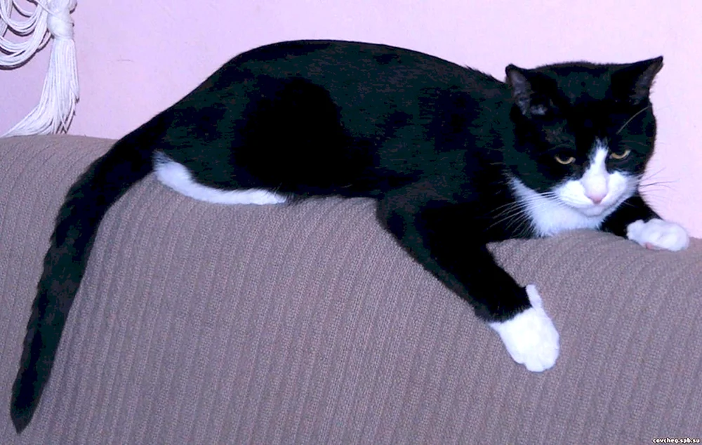 Sibirische Bicolor Kurzhaarkatze