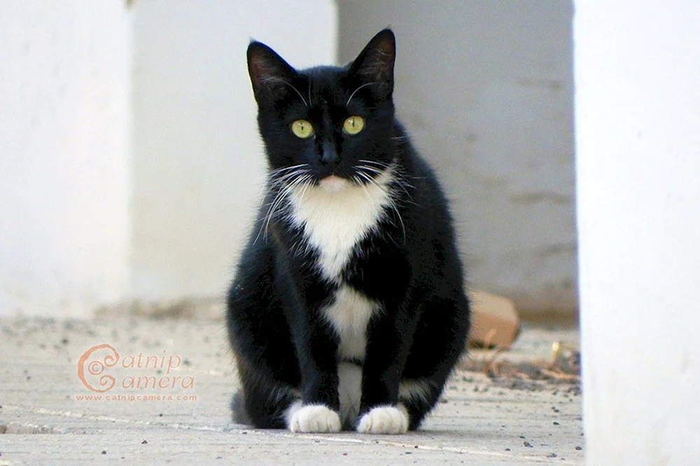 Britisch Kurzhaar Katze schwarz weiß