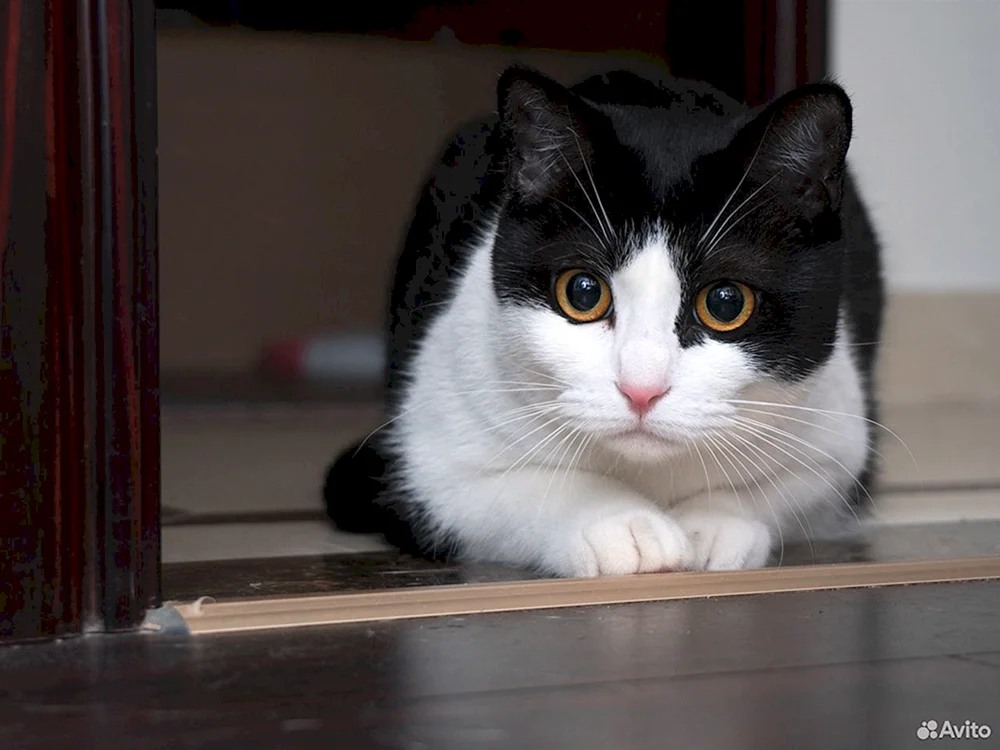 Sibirische Bicolour-Kurzhaarkatze