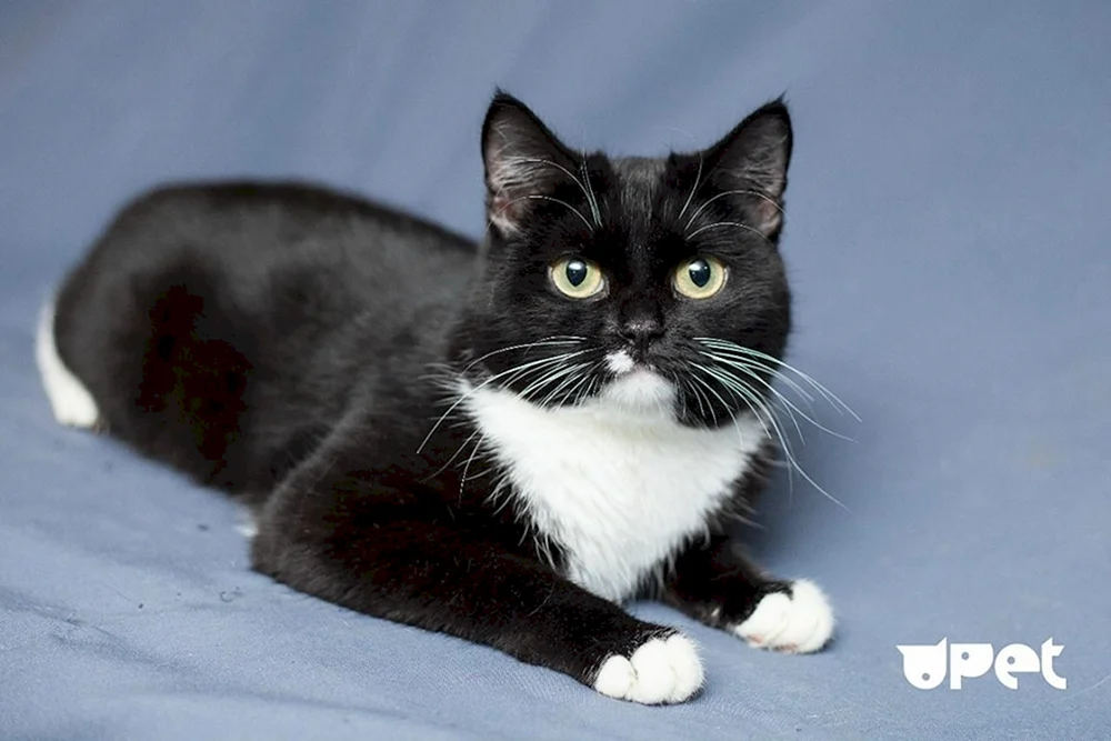 Europäisch Kurzhaar Katze schwarz-weiß weiß