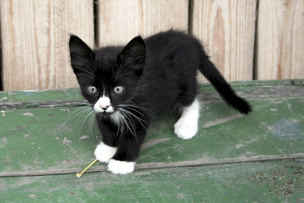 Sibirische Bicolour Kurzhaarkatze