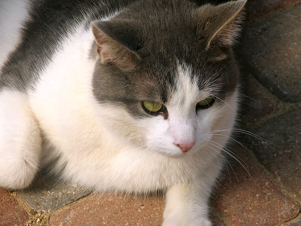 Sibirische Bicolour Kurzhaarkatze