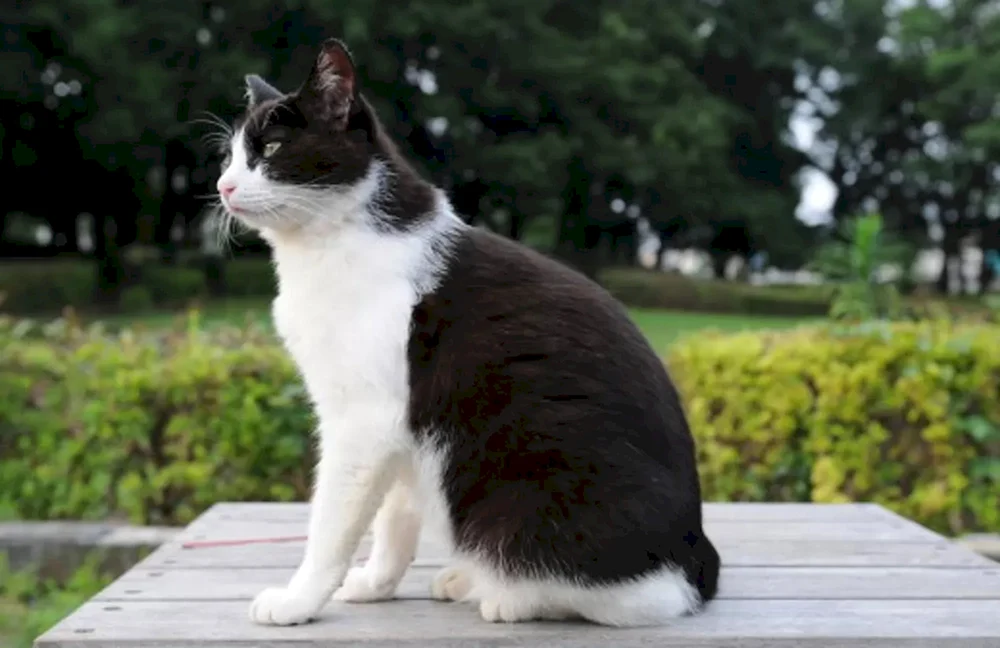 Sibirische Bicolour-Kurzhaarkatze