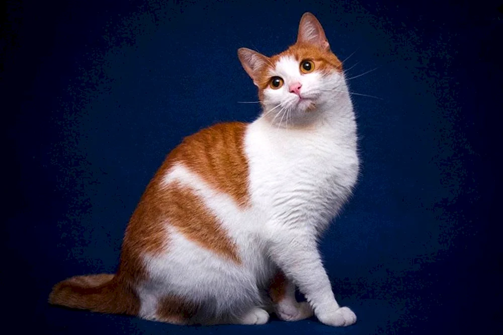 Sibirische Bicolour Kurzhaarkatze rot