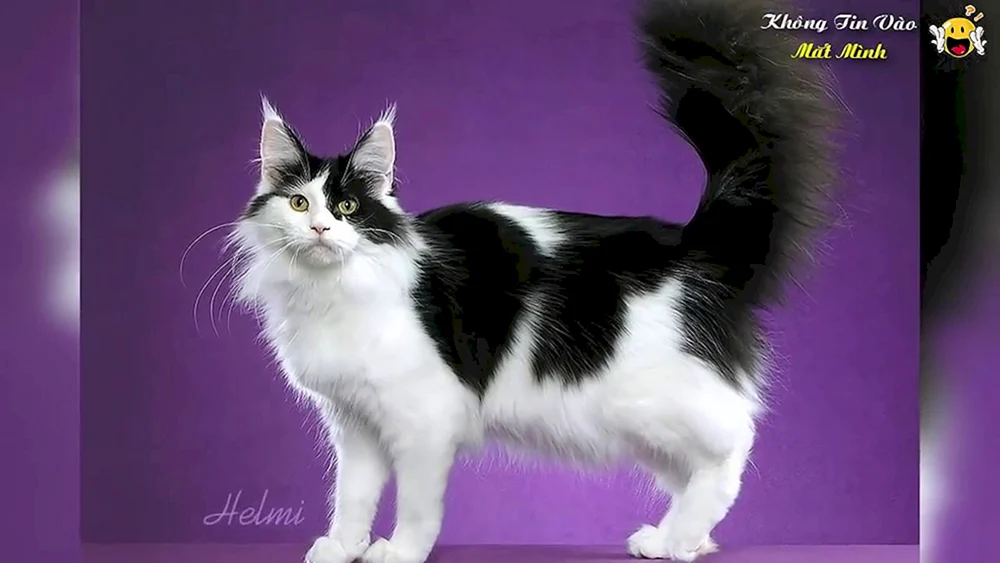 Sibirische Bicolour Kurzhaarkatze