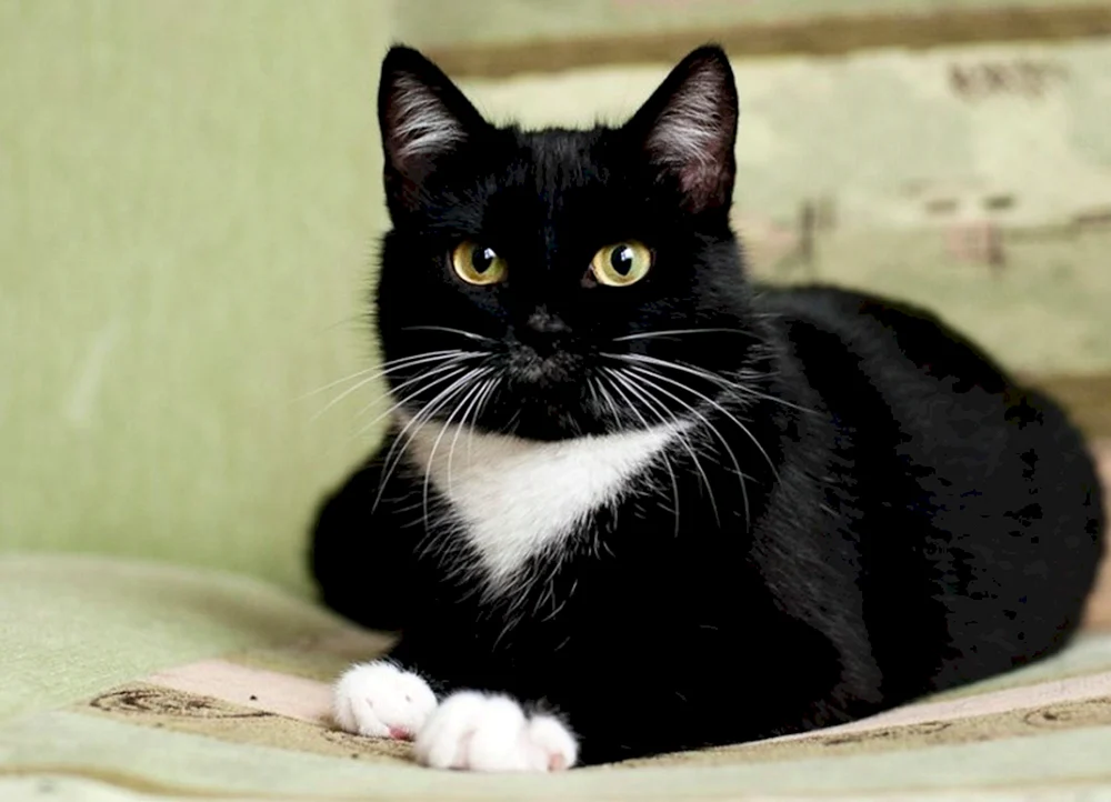 Schwarze Katze