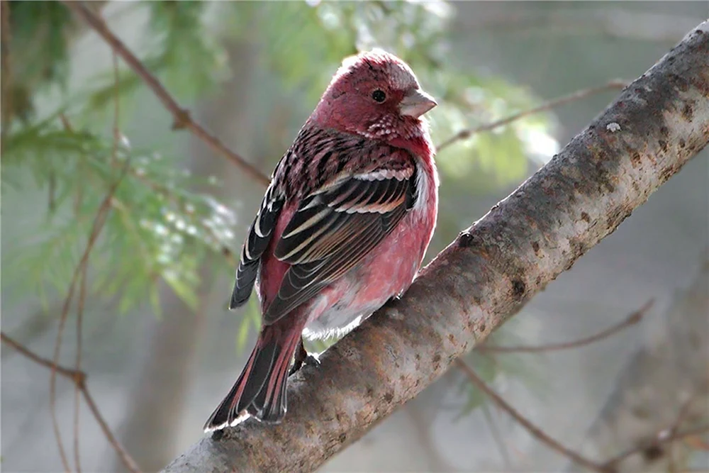 Perm-Pfeifvogel der Transbaikalischen Region