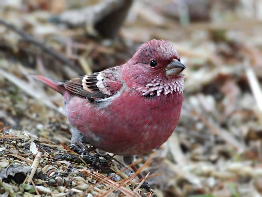 Haubenpfeifvogel