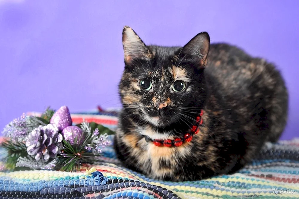 Amerikanische kurzhaarige schildpatt Katze