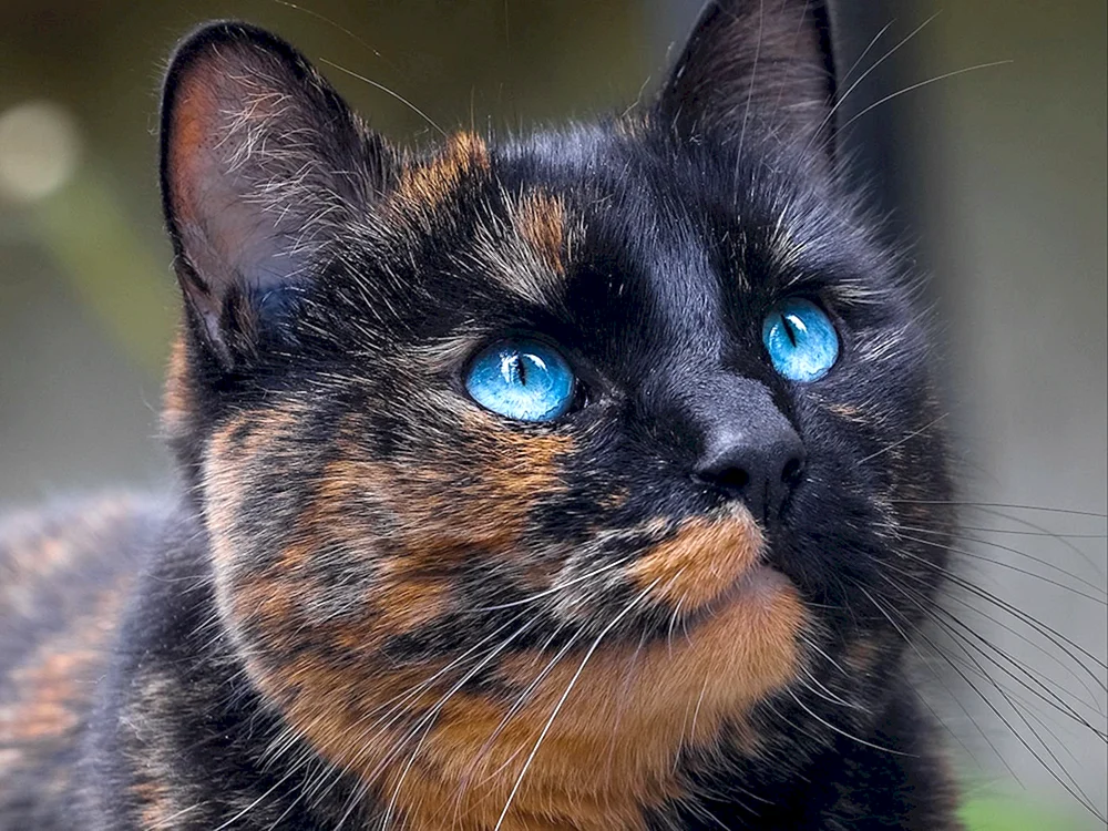 Britische schildpatt Katze
