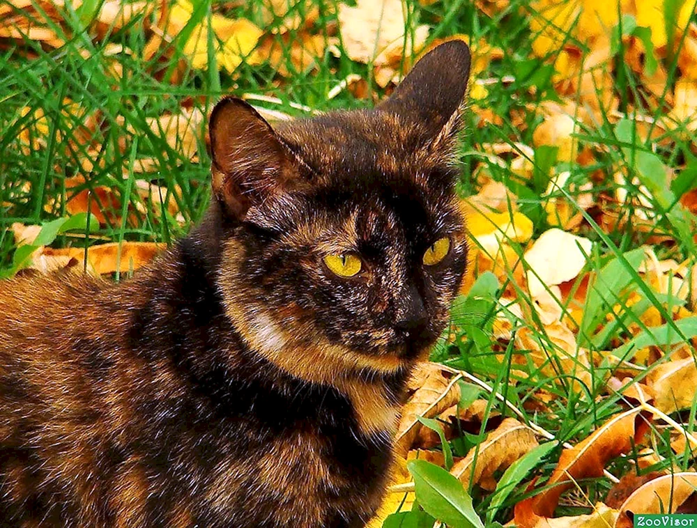 Europäische Kurzhaarkatze