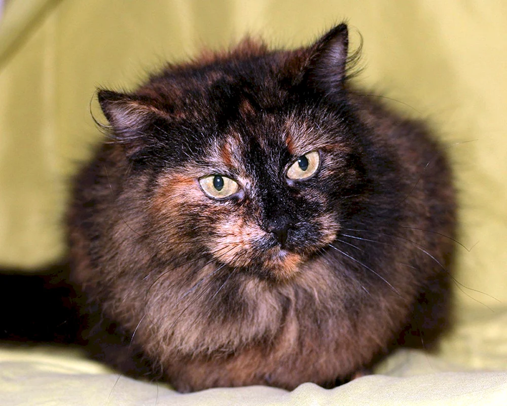 Calico Rasse