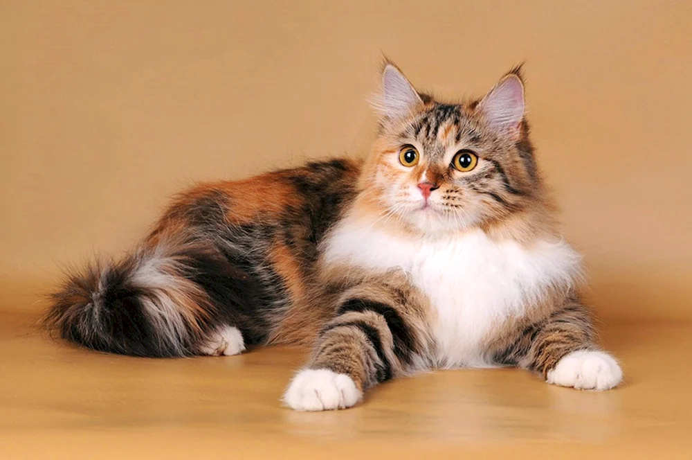 Calico Rasse