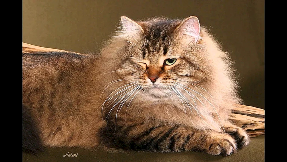 Sibirische Langhaarkatze
