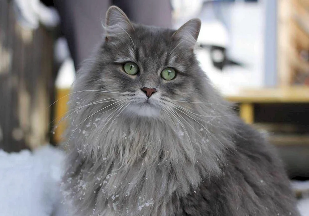 Sibirische Langhaarkatze