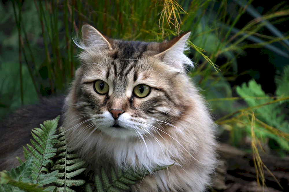Sibirische Langhaarkatze