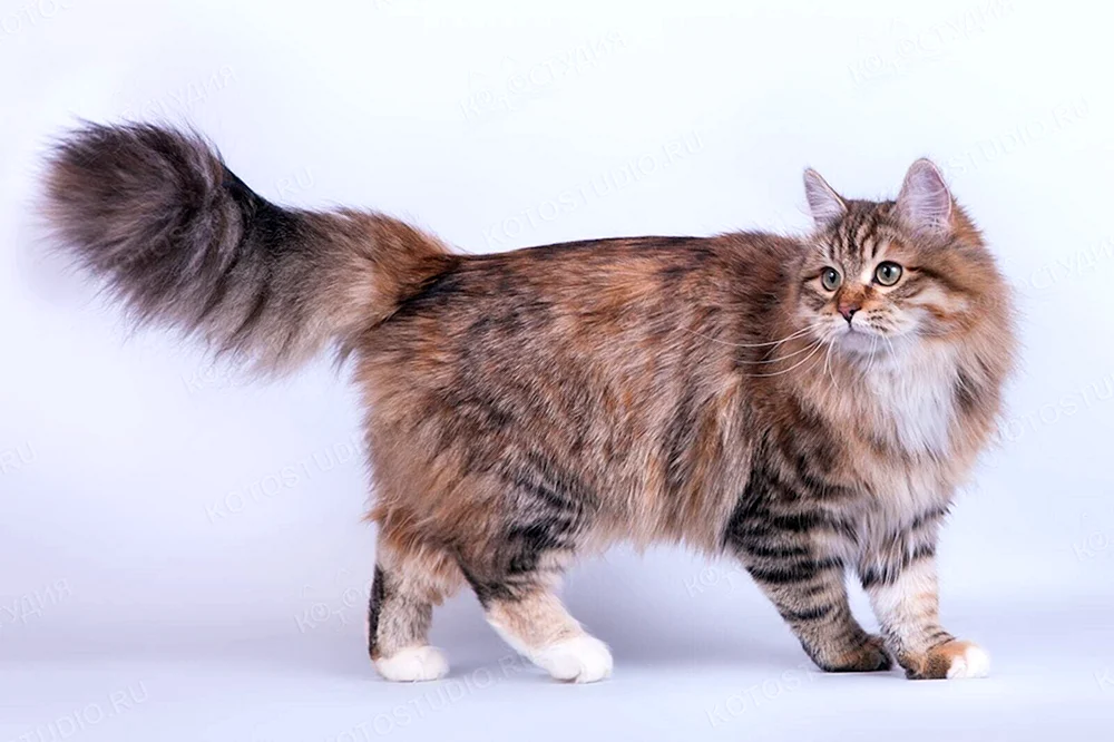 Sibirische Langhaarkatze