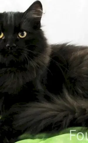 Sibirische Langhaarkatze schwarz
