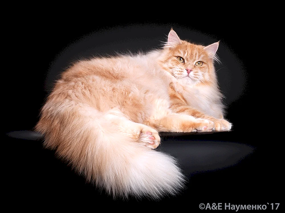 Sibirische Katze langhaarig ingwer