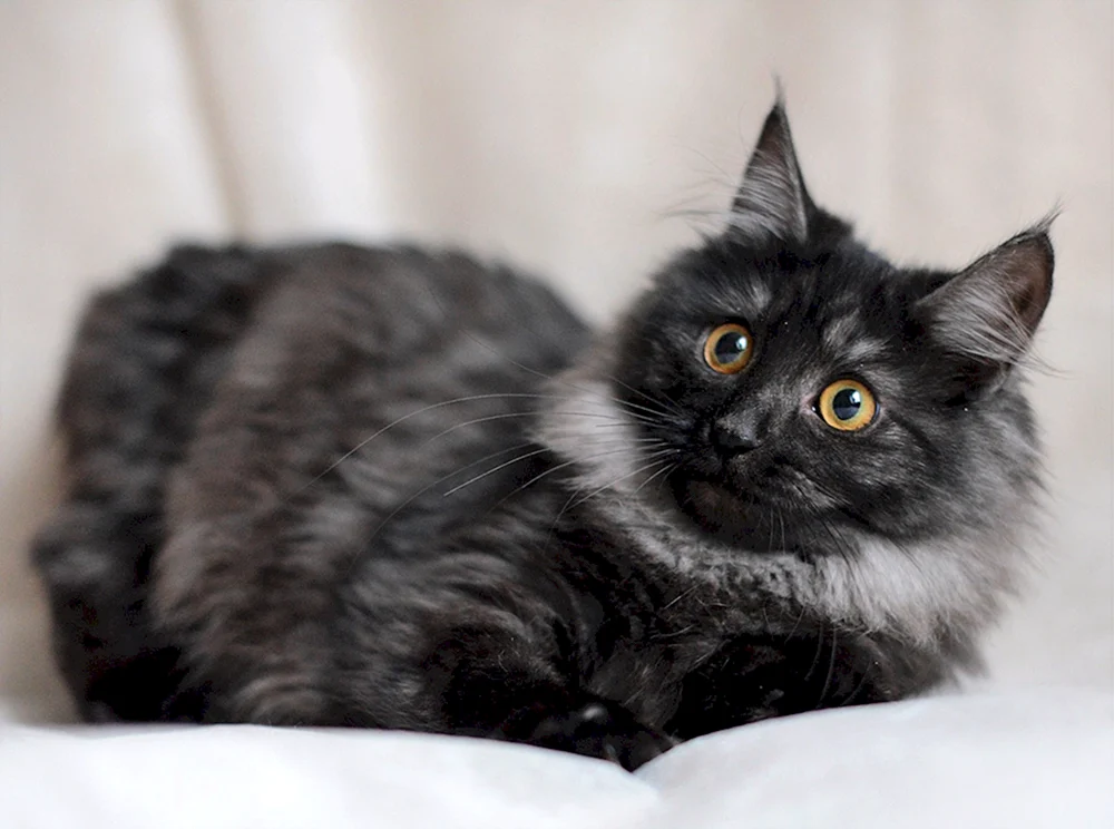 Norwegische Waldkatze schwarzes Kätzchen