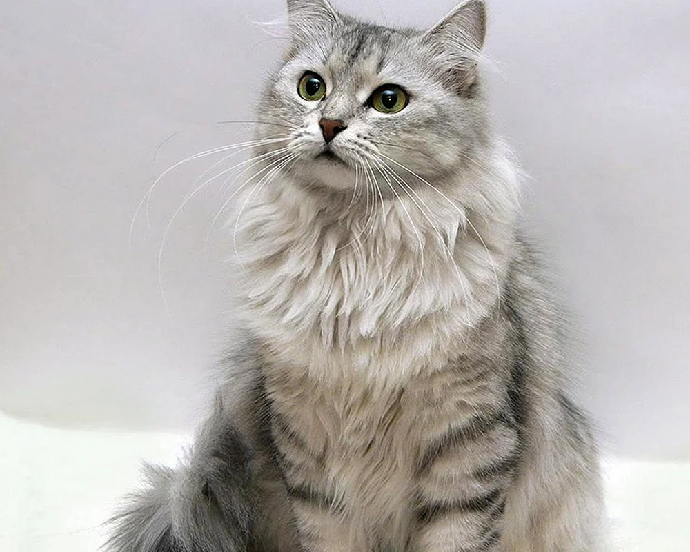 Sibirische Halblanghaarkatze