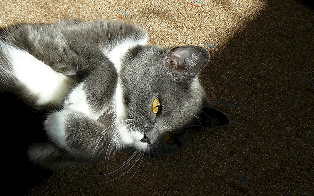 Sibirische Smoky Kurzhaarkatze Bicolour Katze