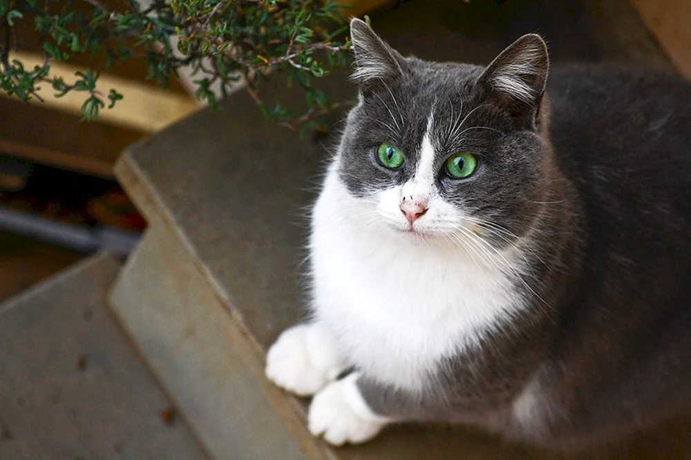 Sibirische Smoky Kurzhaar Bicolour Katze