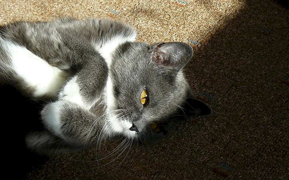 Sibirische Smoky Shorthair Bicolour Katze