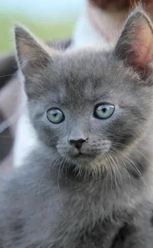 Sibirisch Blau Glatthaarig Rauchig Britisch Rauchiges Kätzchen Rauchige Katze Mestizische Graue Katze Rauchige Katze Britisch Blau Mestizische Katze Graue Katze Rauchige Katze Kätzchen britisch