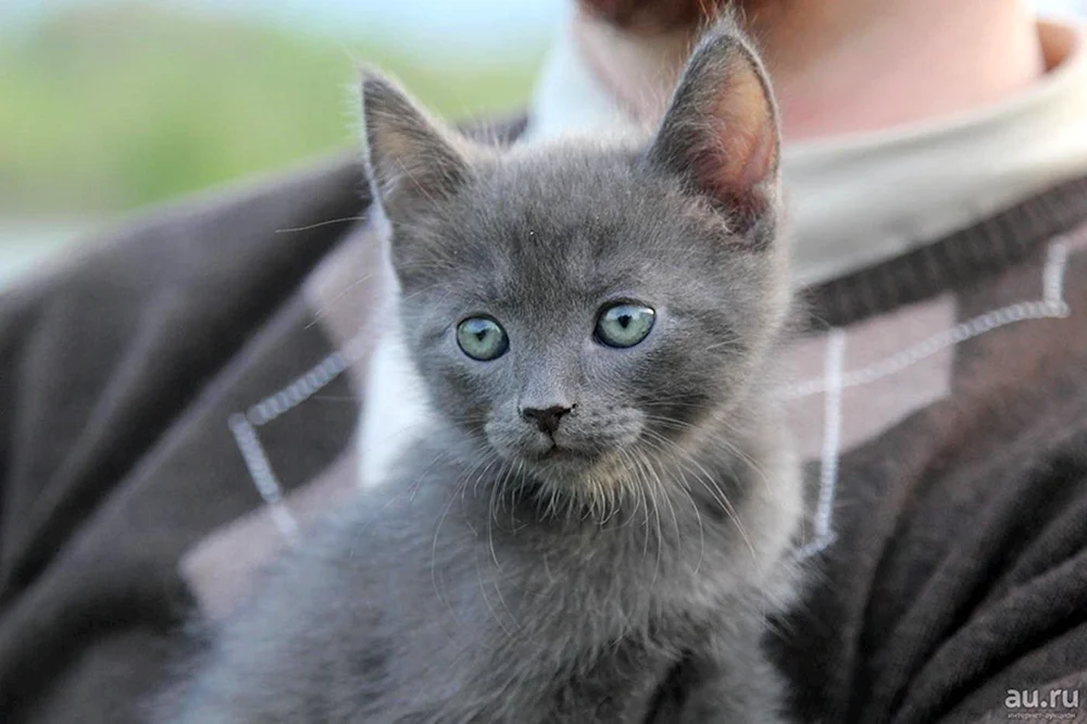 Sibirisch Blau Glatthaarig Rauchig Britisch Rauchiges Kätzchen Rauchige Katze Mestizische Graue Katze Rauchige Katze Britisch Blau Mestizische Katze Graue Katze Rauchige Katze Kätzchen britisch