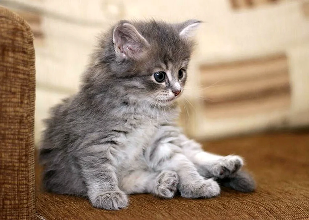 Sibirische Katze blau gestromt