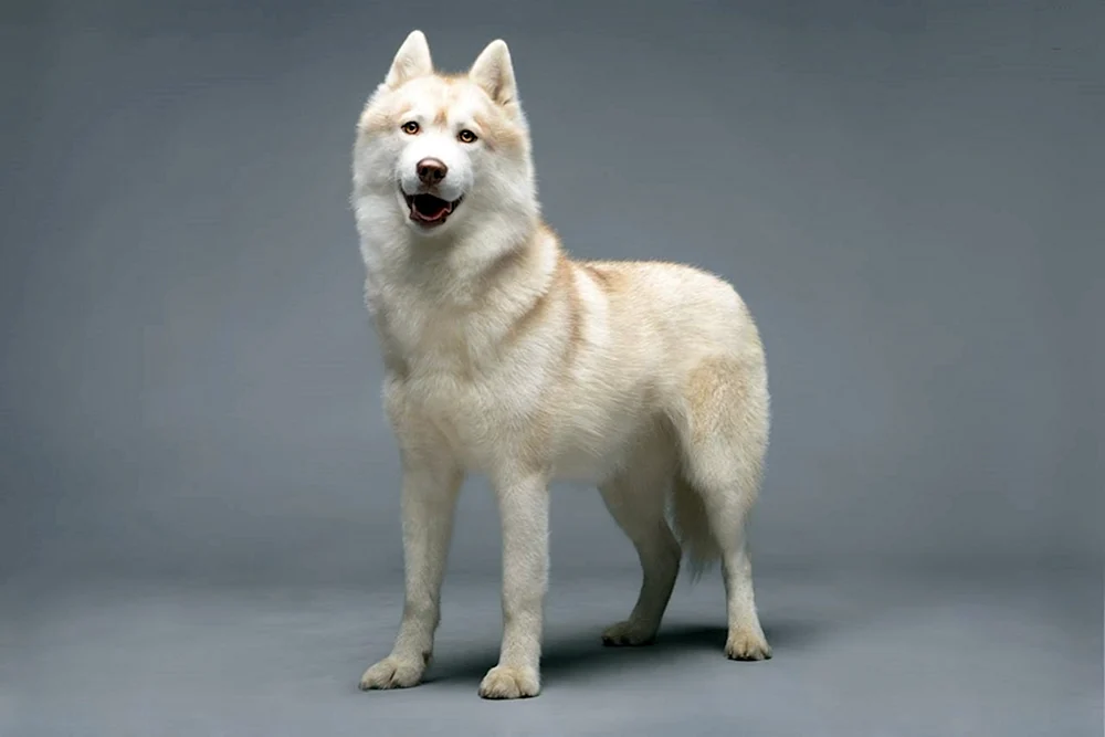 Siberian Husky isabella.